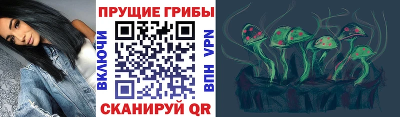 Купить закладки  Пучеж  Галлюциногенные грибы Psilocybe 